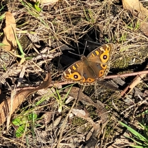 Junonia villida at Bruce, ACT - 13 Apr 2022