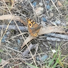 Junonia villida at Bruce, ACT - 13 Apr 2022