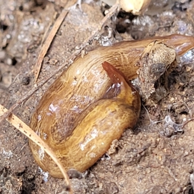 Lenkunya virgata (Brown-streaked planarian) at Bruce Ridge to Gossan Hill - 13 Apr 2022 by trevorpreston