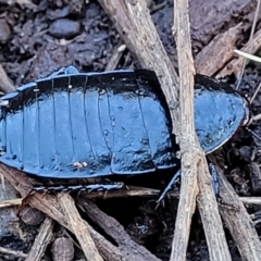 Platyzosteria melanaria (Common Eastern Litter Runner) at Flea Bog Flat, Bruce - 13 Apr 2022 by trevorpreston