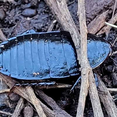 Platyzosteria melanaria (Common Eastern Litter Runner) at Flea Bog Flat, Bruce - 13 Apr 2022 by trevorpreston