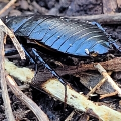 Platyzosteria melanaria at Bruce, ACT - 13 Apr 2022