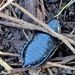 Platyzosteria melanaria at Bruce, ACT - 13 Apr 2022