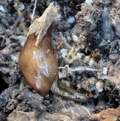 Lenkunya virgata (Brown-streaked planarian) at Flea Bog Flat, Bruce - 13 Apr 2022 by trevorpreston