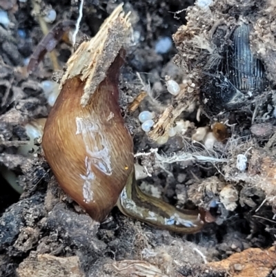 Lenkunya virgata (Brown-streaked planarian) at Bruce Ridge to Gossan Hill - 13 Apr 2022 by trevorpreston