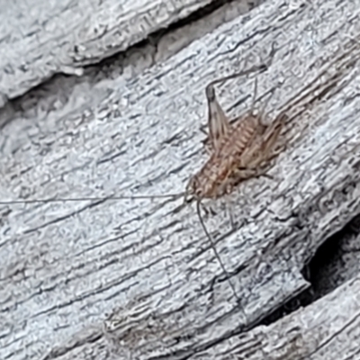 Unidentified Cricket (Orthoptera, several families) at Bruce, ACT - 13 Apr 2022 by trevorpreston