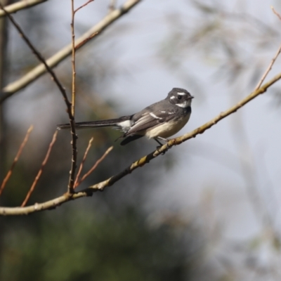 Rhipidura albiscapa (Grey Fantail) at Penrose, NSW - 9 Apr 2022 by PDL08