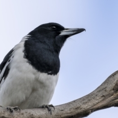 Cracticus nigrogularis (Pied Butcherbird) at Bellmount Forest, NSW - 12 Apr 2022 by trevsci