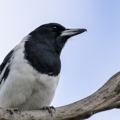 Cracticus nigrogularis (Pied Butcherbird) at Bellmount Forest, NSW - 12 Apr 2022 by trevsci