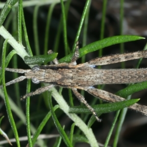 Coryphistes ruricola at Acton, ACT - 12 Apr 2022