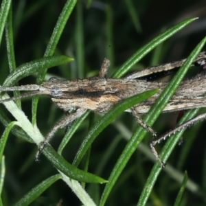 Coryphistes ruricola at Acton, ACT - 12 Apr 2022