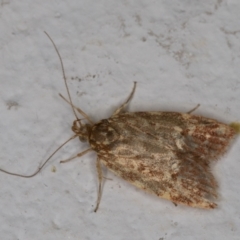 Syringoseca rhodoxantha (A concealer moth) at Melba, ACT - 4 Mar 2022 by kasiaaus