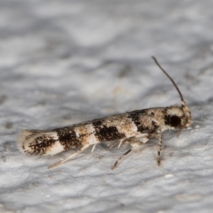 Limnaecia leptomeris at Melba, ACT - 4 Mar 2022