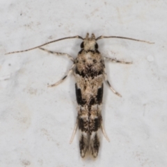 Limnaecia leptomeris at Melba, ACT - 4 Mar 2022 10:33 PM