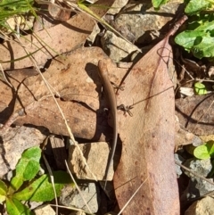 Pseudemoia entrecasteauxii (Woodland Tussock-skink) at Cotter River, ACT - 13 Apr 2022 by VanceLawrence