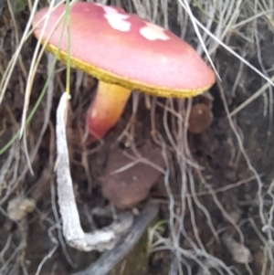 Boletellus obscurecoccineus at Cotter River, ACT - 13 Apr 2022