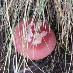 Boletellus obscurecoccineus at Cotter River, ACT - 13 Apr 2022 11:32 AM