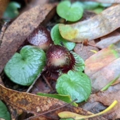 Corysanthes hispida (Bristly Helmet Orchid) at Paddys River, ACT - 11 Apr 2022 by mainsprite