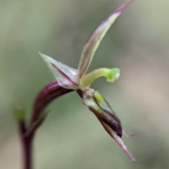 Acianthus exsertus at Paddys River, ACT - 11 Apr 2022