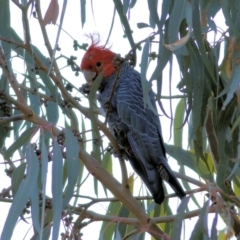 Callocephalon fimbriatum (Gang-gang Cockatoo) at West Wodonga, VIC - 12 Apr 2022 by KylieWaldon