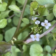 Rorippa nasturtium-aquaticum (Watercress) at Mount Clear, ACT - 13 Apr 2022 by JaneR