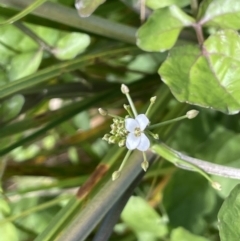 Rorippa nasturtium-aquaticum at Mount Clear, ACT - 13 Apr 2022