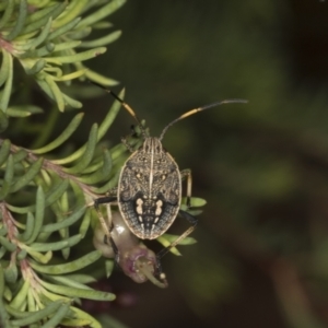 Theseus modestus at Acton, ACT - 12 Apr 2022 10:29 AM