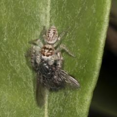 Opisthoncus grassator (Jumping spider) at Acton, ACT - 12 Apr 2022 by AlisonMilton