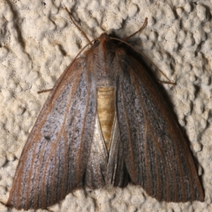 Paralaea porphyrinaria at Ainslie, ACT - 12 Apr 2022