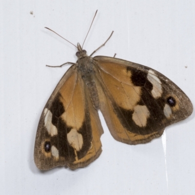 Heteronympha merope (Common Brown Butterfly) at Acton, ACT - 12 Apr 2022 by AlisonMilton