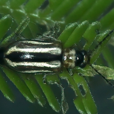 Monolepta froggatti (Leaf beetle) at Acton, ACT - 12 Apr 2022 by jb2602