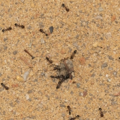 Monomorium sp. (genus) (A Monomorium ant) at O'Connor, ACT - 12 Apr 2022 by AlisonMilton