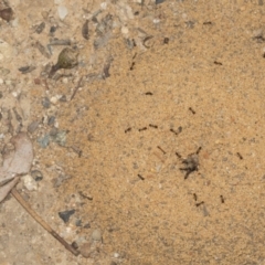 Monomorium sp. (genus) at O'Connor, ACT - 12 Apr 2022 10:04 AM