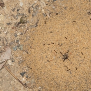 Monomorium sp. (genus) at O'Connor, ACT - 12 Apr 2022 10:04 AM