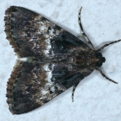 Orthaga thyrisalis (Teatree Web Moth) at Ainslie, ACT - 11 Apr 2022 by jb2602