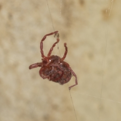 Trombidiidae (family) (Red velvet mite) at ANBG - 12 Apr 2022 by AlisonMilton