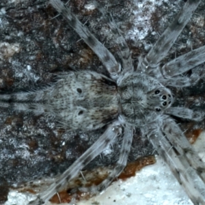 Tamopsis sp. (genus) at Acton, ACT - 12 Apr 2022