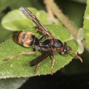 Polistes (Polistella) humilis at Acton, ACT - 12 Apr 2022