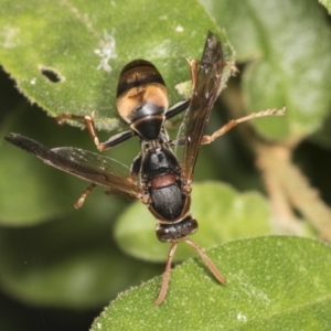 Polistes (Polistella) humilis at Acton, ACT - 12 Apr 2022