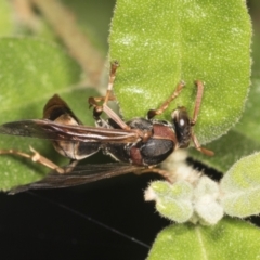 Polistes (Polistella) humilis at Acton, ACT - 12 Apr 2022