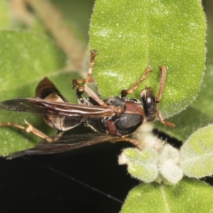 Polistes (Polistella) humilis at Acton, ACT - 12 Apr 2022