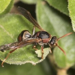 Polistes (Polistella) humilis at Acton, ACT - 12 Apr 2022