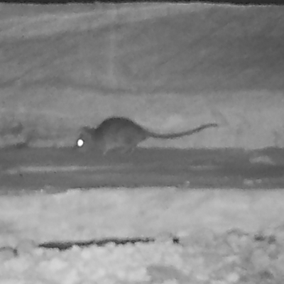 Unidentified Rat at Moruya, NSW - 9 Apr 2022 by LisaH