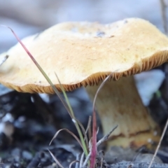 Unidentified Fungus at Moruya, NSW - 13 Apr 2022 by LisaH