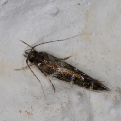 Stagmatophora argyrostrepta (A cosmet moth) at Melba, ACT - 4 Mar 2022 by kasiaaus