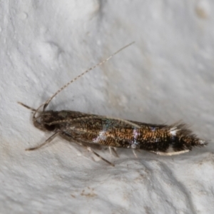 Stagmatophora argyrostrepta at Melba, ACT - 4 Mar 2022