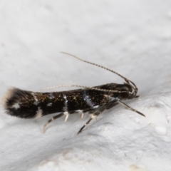 Stagmatophora argyrostrepta (A cosmet moth) at Melba, ACT - 4 Mar 2022 by kasiaaus