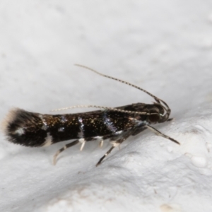 Stagmatophora argyrostrepta at Melba, ACT - 4 Mar 2022 10:35 PM