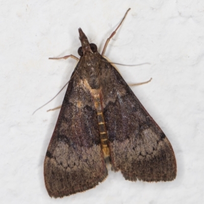 Uresiphita ornithopteralis (Tree Lucerne Moth) at Melba, ACT - 4 Mar 2022 by kasiaaus