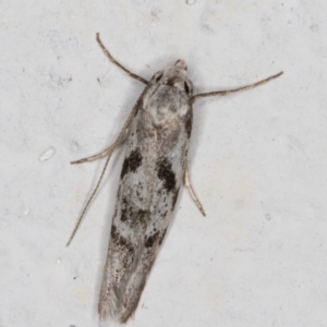 Oxythecta hieroglyphica at Melba, ACT - 5 Mar 2022